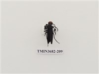 藏品(豆芫菁)的圖片